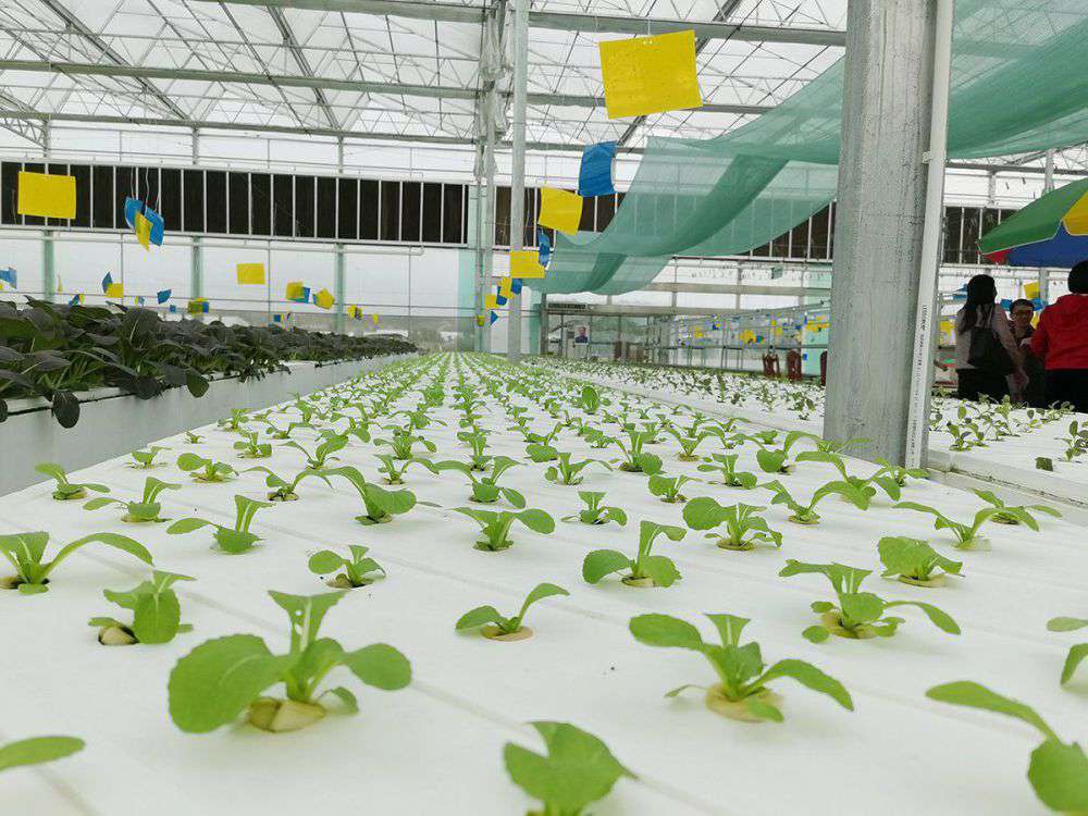 2019年营业部旅行植物农场_拉斯维加斯游戏集团