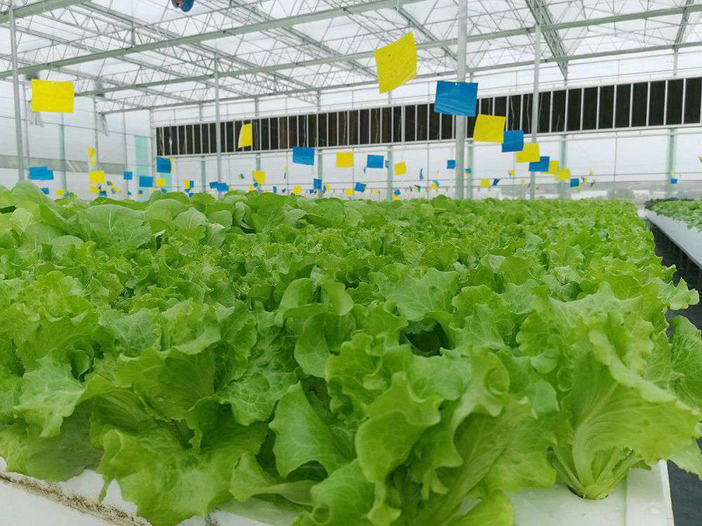 2019年营业部旅行植物农场_拉斯维加斯游戏集团