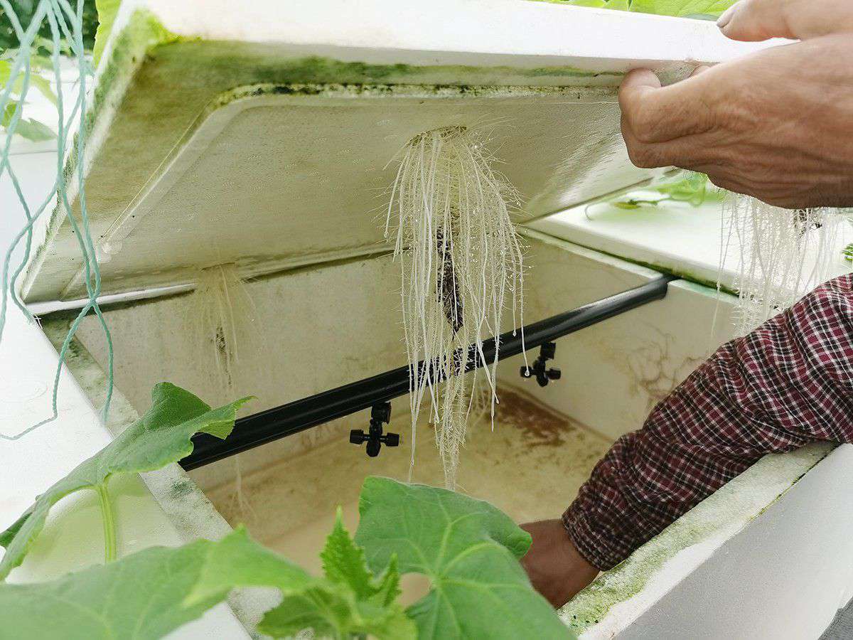 2019年营业部旅行植物农场_拉斯维加斯游戏集团