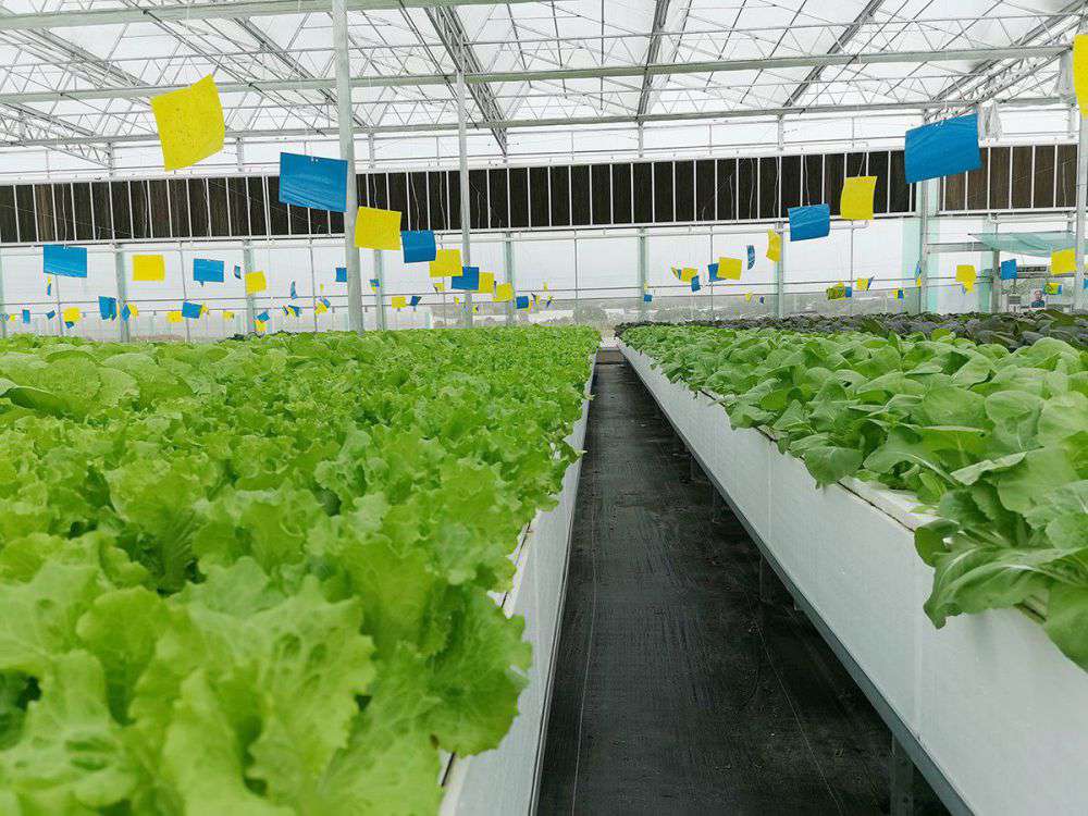 2019年营业部旅行植物农场_拉斯维加斯游戏集团